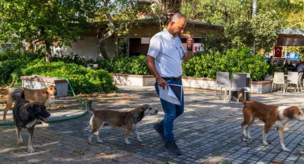 İzmir’de 11 ilçede sahipsiz köpekler sayılıyor