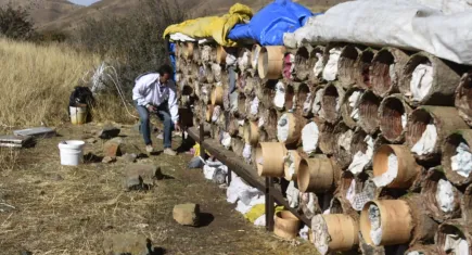 Bitlis'te karakovan balının hasadına devam ediliyor