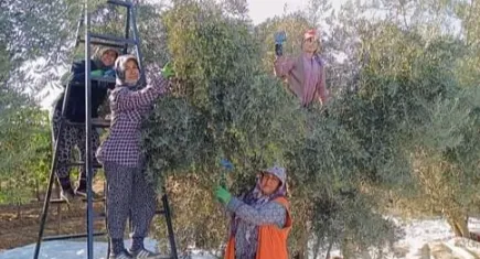 Manisa'da zeytinde hasat zamanı