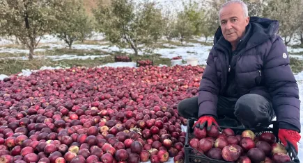 Hakkari’de zorlu elma hasadı
