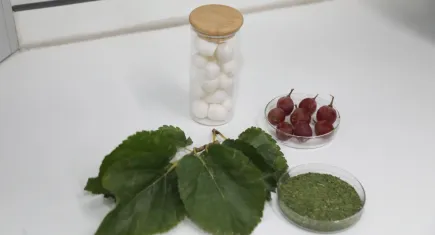 Diyabet hastaları, güvenle meyve tüketebilecek