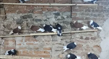 İzmir’deki güvercin mezadı, güvercin severleri hem buluşturuyor