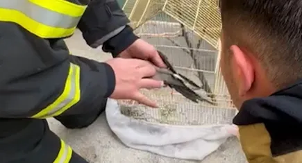 Yangından etkilenen papağanı itfaiye amiri kalp masajıyla kurtardı