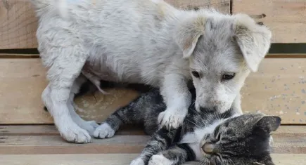 Konak Belediyesi’nden yeni yıla özel hayvan sahiplendirme etkinliği