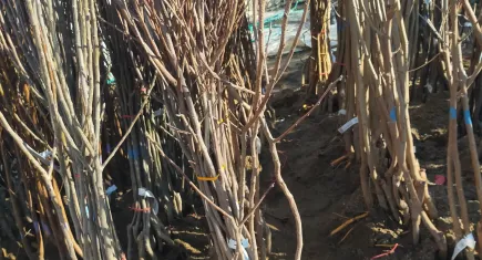 Ödemiş'te fidanlar dikime hazır