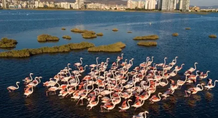 Gediz Deltası’nda hukuki mücadelede çevre zaferi