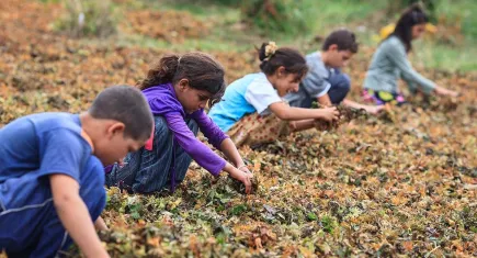 Son iki yılda kaç çocuk işçi hayatını kaybetti?