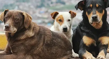 HAYTAP: Toplum, tek tehdidin sokak hayvanları olduğuna inandırılmaya çalışılıyor