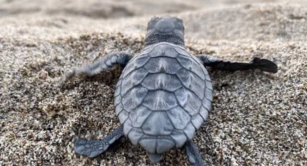 Caretta carettalar için imza kampanyası