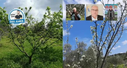 Dinlenmek ağaçlara bile lüks