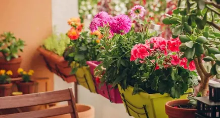 İzmir Balkon ve Bahçe Bitkileri Festivali başlıyor