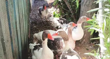 Ölen kazlar için HAYTAP’tan soruşturma talebi
