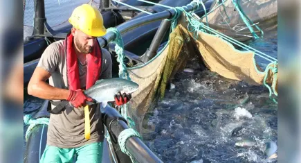 Türk su ürünleri ihracatında dev artış: 132 bin 500 ton ürün satıldı! 