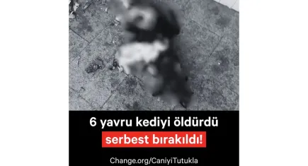 6 yavru kediyi öldüren kişi serbest bırakıldı: Mahalle halkı ve hayvanseverler tepkili