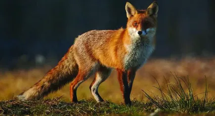 Yangın felaketinin ardından av sezonu tepki çekiyor