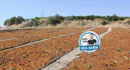 Çiftçi bağında tutsak: Emek var, kazanç yok