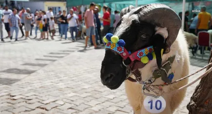 Ovacık Tarım ve Sakız Koyunu Festivali başlıyor