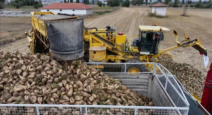Şeker pancarı alım fiyatı belli oldu