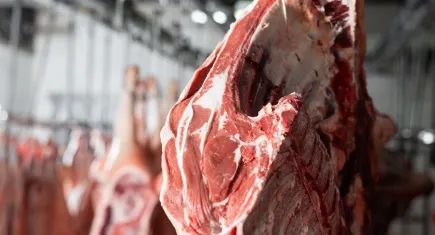 Dana ve kuzu karkas fiyatlarında düşüş