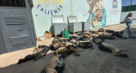 Tartışmalı yasa tepki çekiyor: Katliam değil, koruma yasası istiyoruz