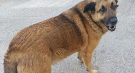 Balkat için hayvanseverlerden imza kampanyası