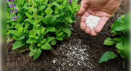 Kemalpaşa’da Gübre Desteği başvuruları başladı