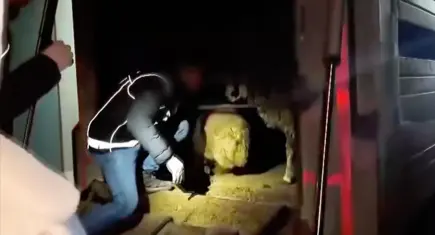 Siirt’te hayvanların karın boşluğundan 54,6 kilo uyuşturucu çıktı