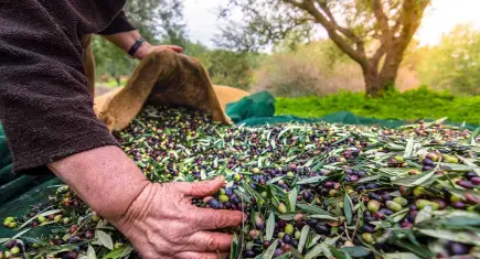 Zeytin ve zeytinyağı mirası fotoğraflarla geleceğe taşınıyor
