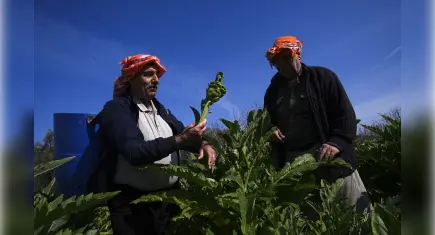 Yağışlar Sakız Enginarına Bereket Getirdi