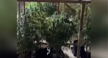 İzmir’de sera düzeneği kurulan evde yasaklı madde operasyonu