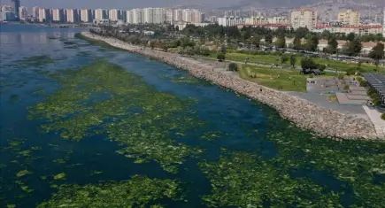 Körfez’in 'Deniz marulu' sanayiciye ham madde olabilir 