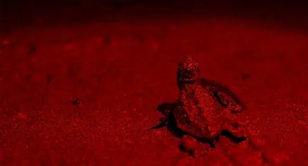 Deniz kaplumbağalarının doğal yaşam döngüsüne anlamlı destek