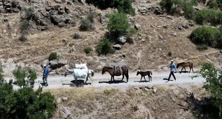 Menemen dağlarında kekik mesaisi: At sırtında toplanıyor, dünyaya ihraç ediliyor