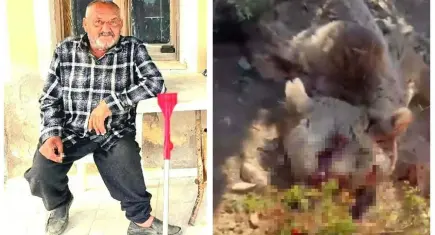 İzmir'de 1 kişiyi öldüren ayı etkisiz hale getirildi