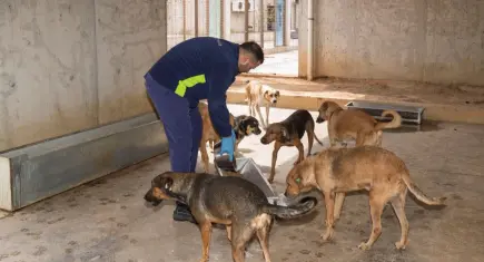İzmir Büyükşehir Belediyesi kendi mamasını üretiyor: Hedef günlük 1 ton