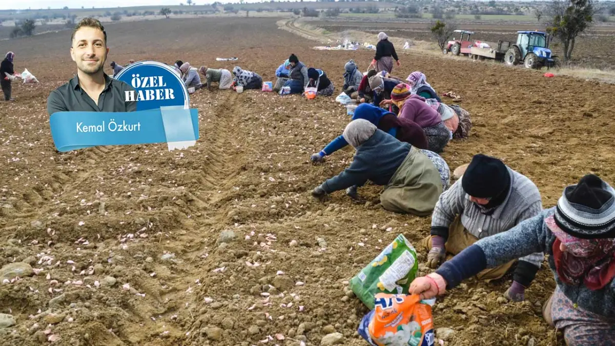 Üretici tarladan, toprak tohumdan kopuyor