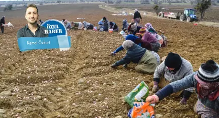 Üretici tarladan, toprak tohumdan kopuyor