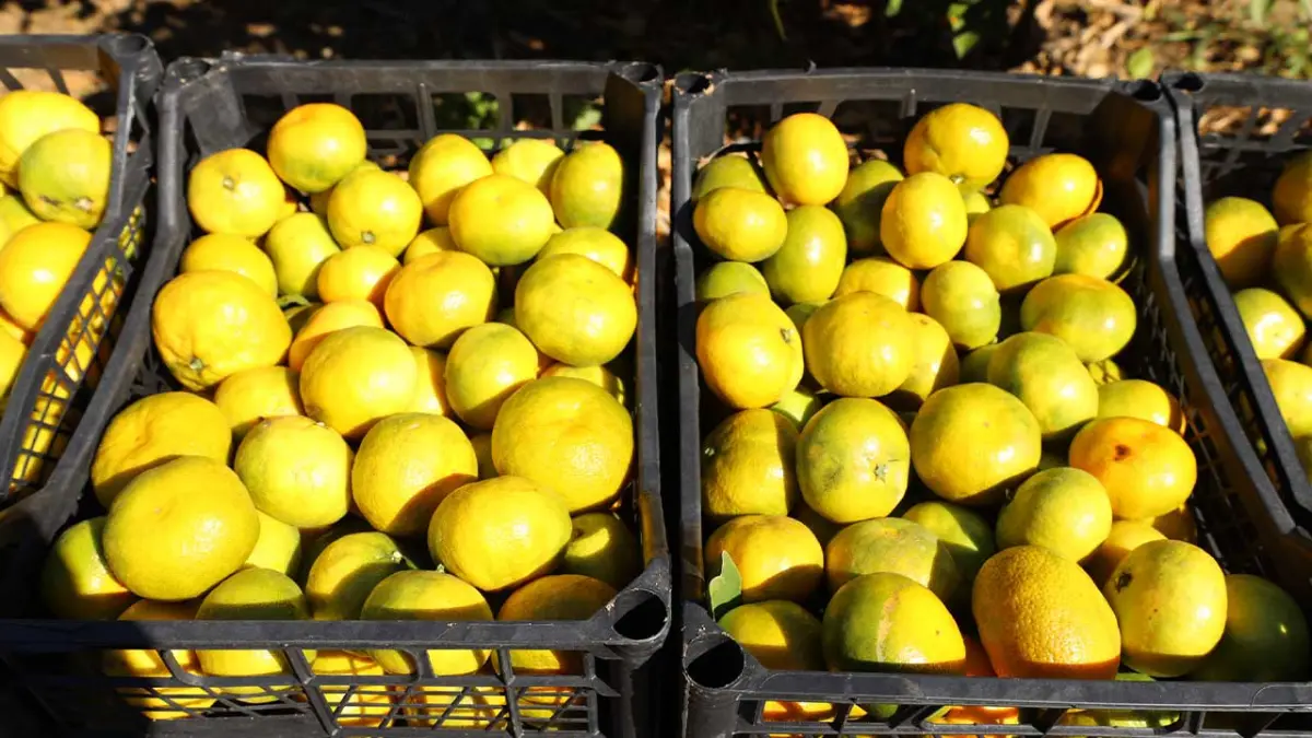 Satsuma mandalinada 2026 sezonu hasadı başladı