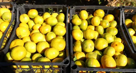 Satsuma mandalinada 2026 sezonu hasadı başladı