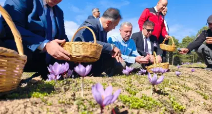 Safranbolu'da hasadı devam eden safranın kilosu 800 bin TL