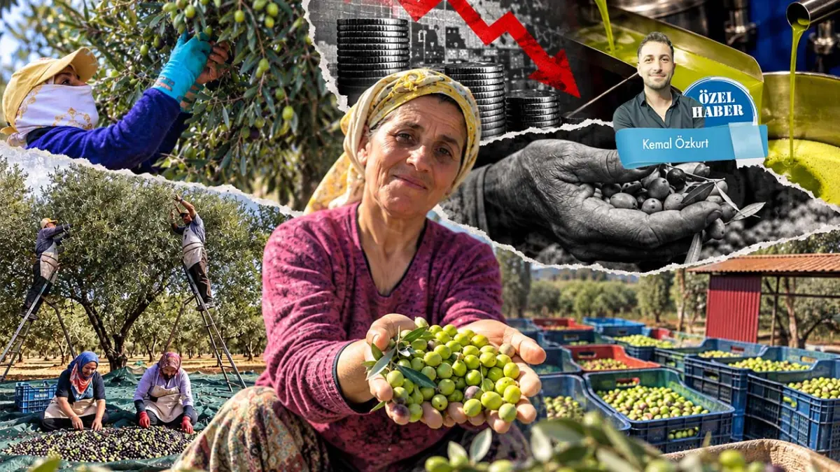 Zeytinde rekor var, çiftçiye bereket yok