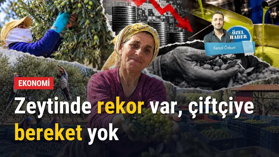 Zeytinde rekor var, çiftçiye bereket yok